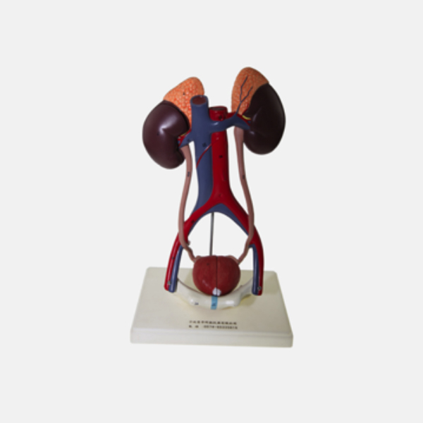 APARATO UROGENITAL FEMENINO | HB Químicos y Equipos Ltda.