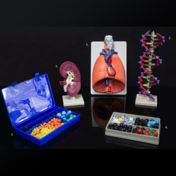 Modelos Anatómicos | HB Químicos y Equipos Ltda.